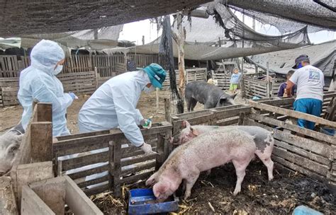 Acciones Priorizadas Del MINAGRI Protegen La Porcicultura En La