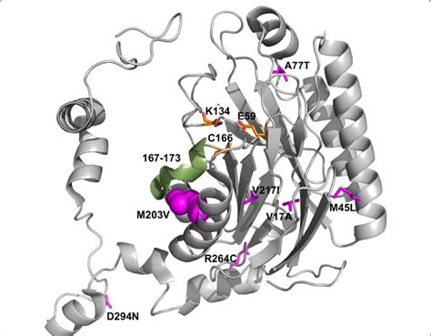 Position of mutations present in selected RAPc8 C60 and C65 variants... | Download Scientific ...