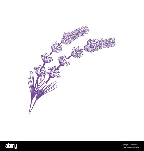 Lavender flower design illustration vector eps format , suitable for ...