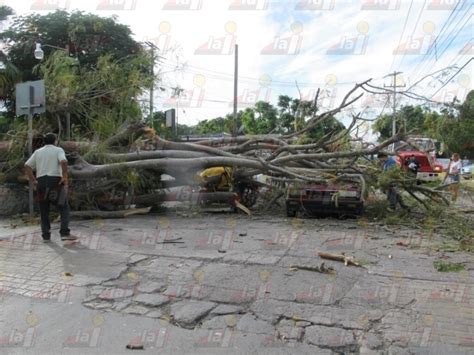 Cae árbol De Flamboyán Enfrente Del Imss De Umán Y Deja Daños Y Lesionados