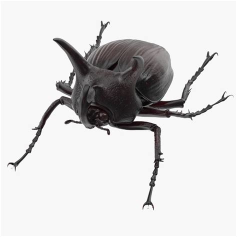 Beetle 3d Models For Download Turbosquid