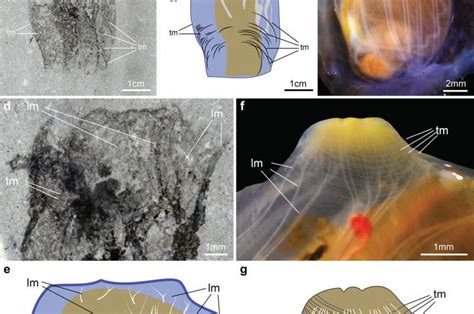 Discovery Of 500 Million Year Old Fossil Reveals Astonishing Secrets Of