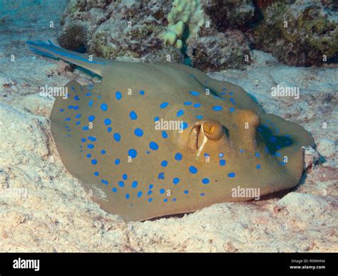 Blue Spotted Stingray Or Bluespotted Ribbontail Ray Taeniura Lymma On