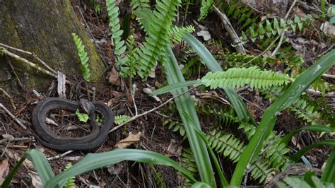 How To Identify Venomous Snakes In Florida Florida Hikes