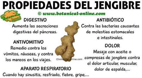 Propiedades Medicinales Del Jengibre Y Beneficios Para La Salud