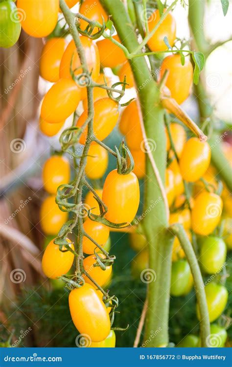 Yellow Cherry Tomato Plant in Vegetable Garden Stock Photo - Image of ...