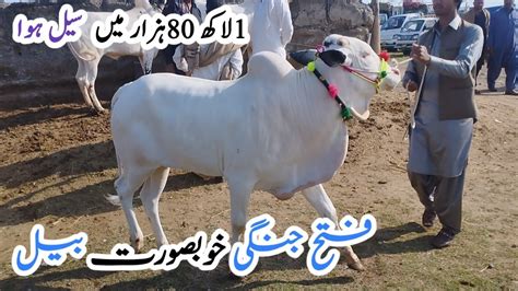 Mandra Mandi Latets Update Ll Dhani Bulls Ll Cow Mandi Ll