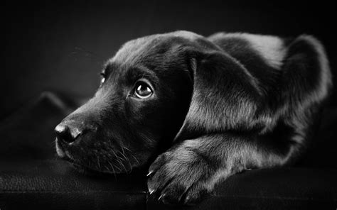 Black Labrador Wallpapers - Top Free Black Labrador Backgrounds ...