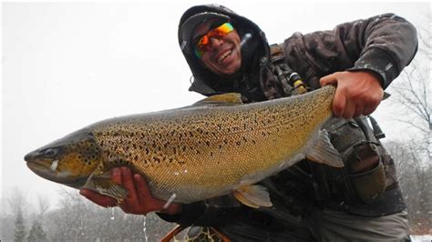 MONSTER BROWN TROUT Upper Peninsula Fly Fishing YouTube