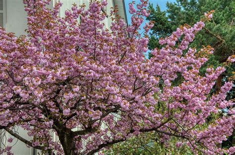 Japanese Cherry Blossom Tree - Free photo on Pixabay - Pixabay