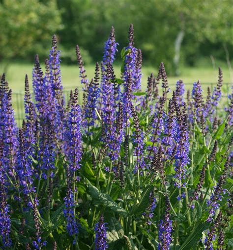 East Friesland Salvia A Compact Bushy Plant With Striking Spikes Of