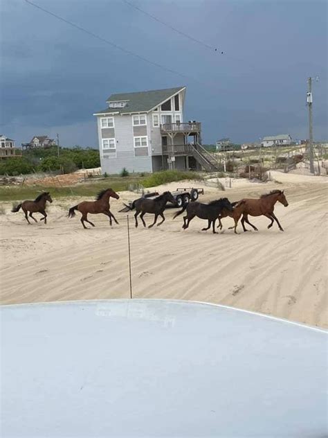 Gallery | Bob's Corolla Wild Horse Tours | Outer Banks, NC