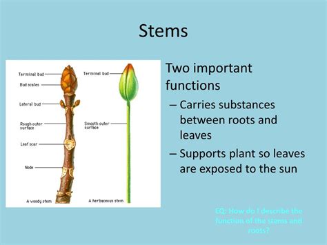 PPT EQ How Do I Describe The Function Of The Stems And Roots