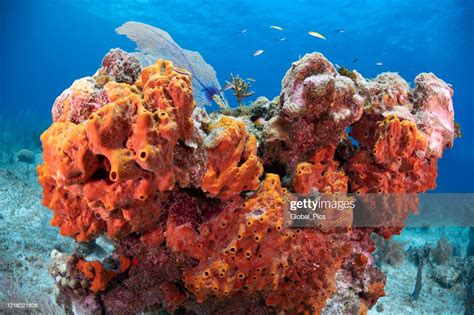 Caribbean Marine Life High Res Stock Photo Getty Images