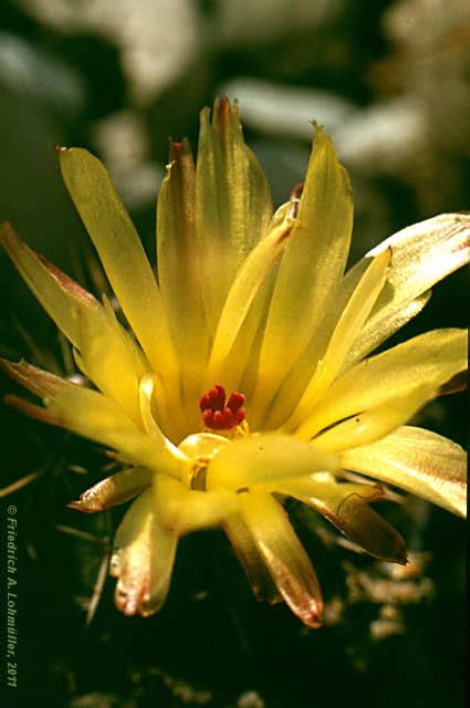 Parodia Mammulosa Subsp Submammulosa Notocactus Submammulosus