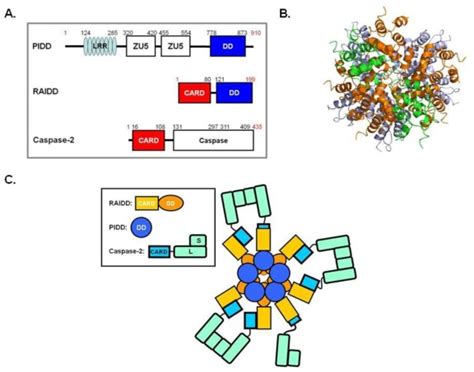 A Domain Organization Of The PIDD RAIDD Caspase 2 Which Is The