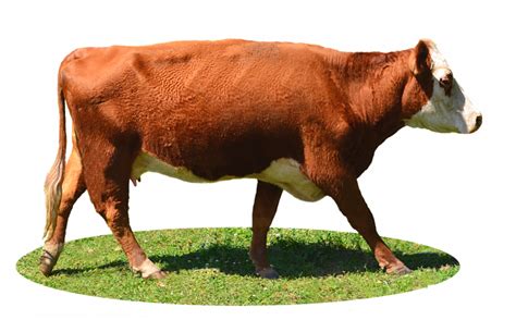 Highland Cow Png File Png Mart