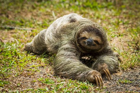 Unser Costa Rica Wildlife Guide Flora Fauna