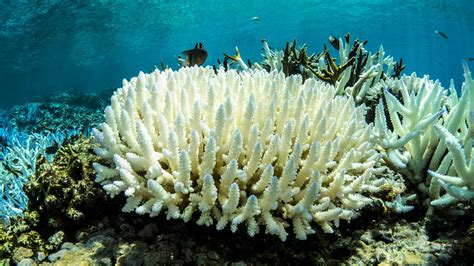 Climate Engineering May Save Coral Reefs Research Shows