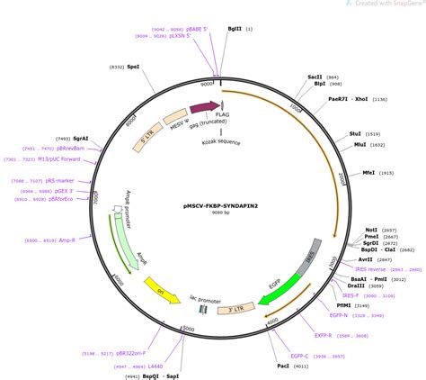 Addgene Pmscv Fkbp Syndapin