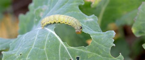 Cutworms - BioBee USA