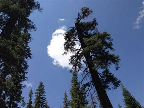 Redwood Tree - Learn About Nature