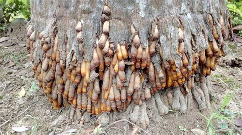 Types Of Roots In Coconut