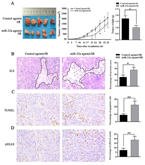 Mir 23a Decreases Npc Cell Radioresistance In Vivo A The Growth And