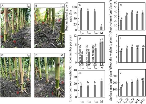 frontiers gravity reduced nitrogen uptake   regulation  brace