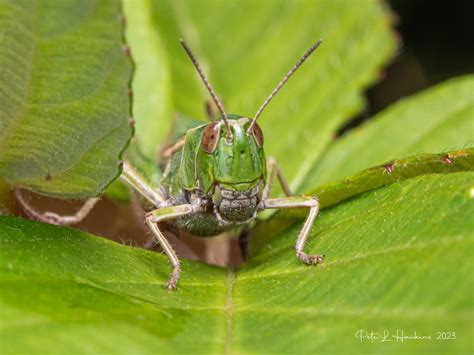 Imgp9724 Common Green Grasshopper Omocestus Viridulus Flickr