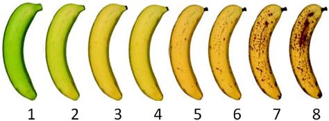 Stages Of Banana Maturity 16 Download Scientific Diagram