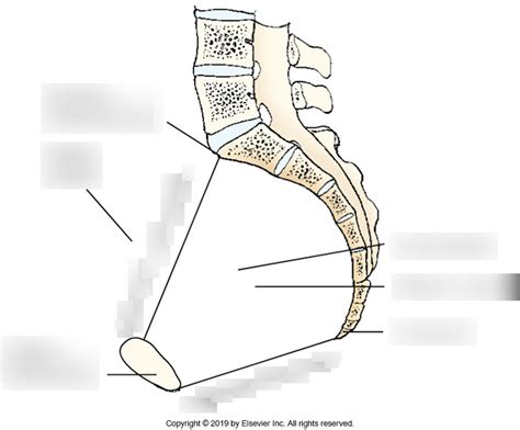 Midsagittal Section Showing Inlet And Outlet Of True Pelvis Diagram