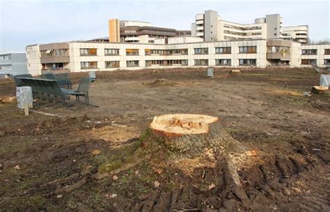 Für den Neubau der Psychiatrie im Patientengarten 80 Bäume gerodet