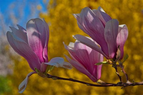 Primavera Magnolias Forsythia Foto Gratis En Pixabay Pixabay