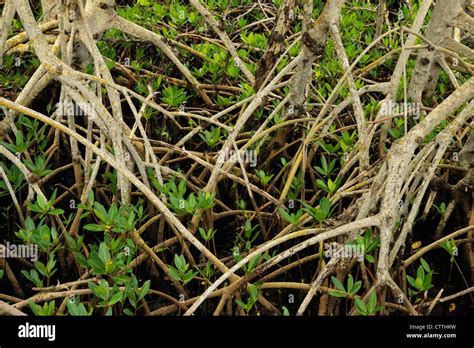 Red Mangrove Rhizophora Mangle Stems And Roots Ding Darling Nwr