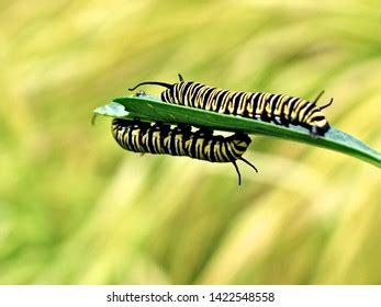 Two Monarch Butterfly Caterpillars Danaus Plexippus Stock Photo