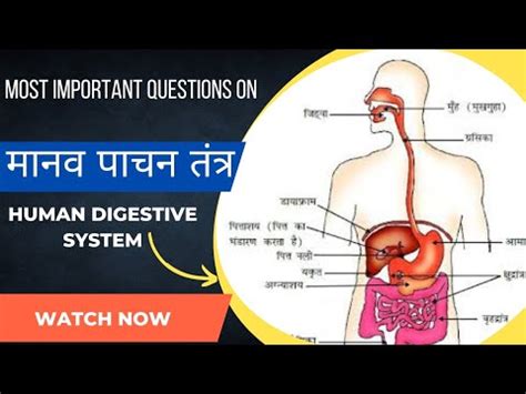 Pachan Tantra Human Digestive System In Hindi Science Gk Ssc Gk