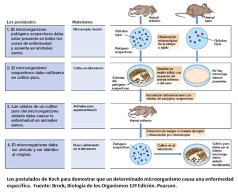 Relaci N Hospedero Par Sito Introducci N A La Bacteriolog A