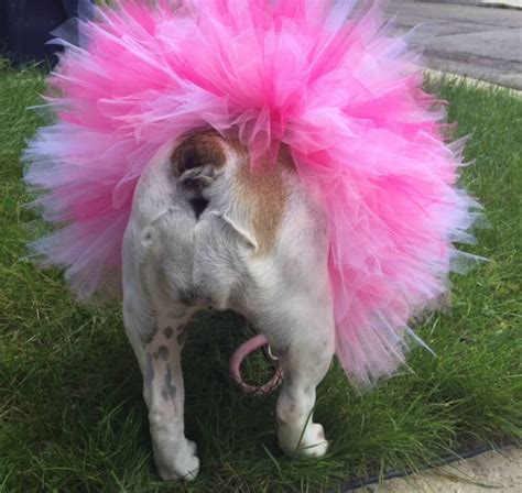 Tutu Pretty in Pink Dog Tutu Baby Tutu Pet Costume | Etsy