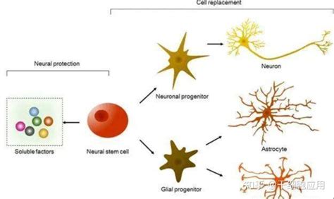 神经干细胞移植在目前临床中面临的问题有哪些 知乎