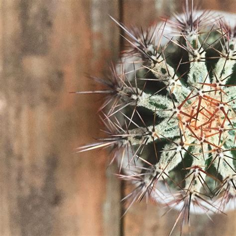 Rare Cacti For Bold Cactus Collectors Succulent City