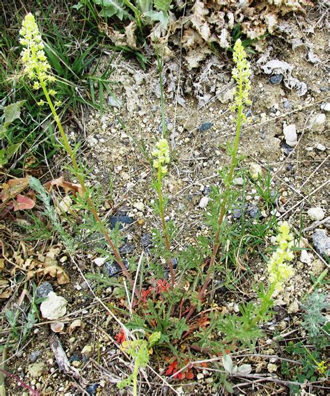 Reseda Species Reseda Species Elevation About1170 M 3840 Flickr