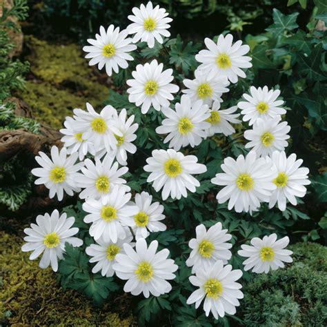 Anemone Blanda White Splendour Bulbs Buy Online Boston Bulbs