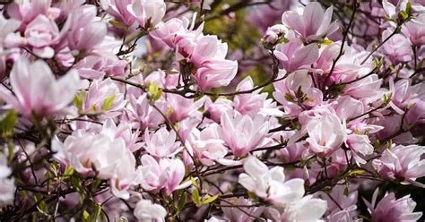 Magnificent Magnolias: Discover the Best Varieties for Your Garden ...