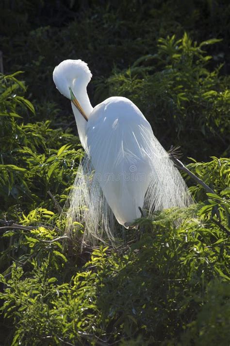Preening Egret stock image. Image of upper, waterfowl - 58725095