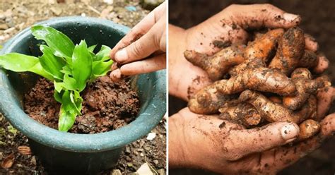 C Mo Cultivar C Rcuma Gu A Para Principiantes Jardiner A Y Hogar