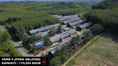 Ladang Ayam Halal Muslim Malaysia