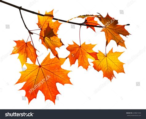 1 538 904 Autumn Tree Branch Images Stock Photos Vectors Shutterstock