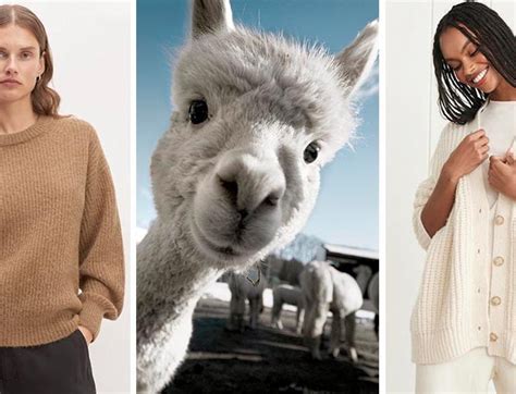 Alpaca vs. Cashmere Sweaters – PureWow