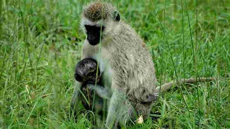 Singe Grivet Portrait D Un Petit Singe Grivet Da Geo Fr